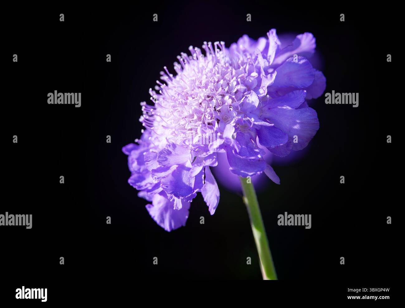 Un fiore Scabioso blu solitario, (Scabiosa columbaria), fotografato su uno sfondo scuro Foto Stock