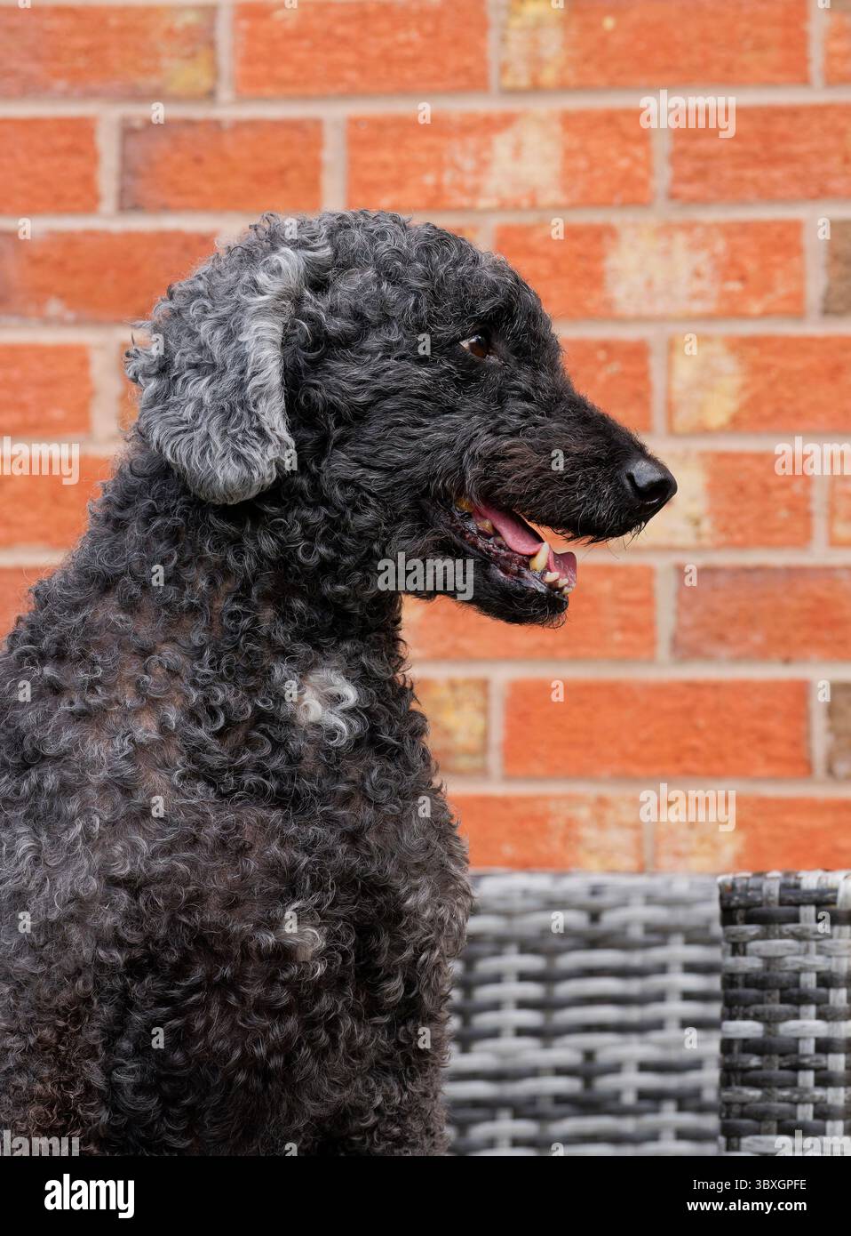 Un cane Labradoodle nero, seduto su mobili da giardino in rattan e guardando lontano dalla macchina fotografica Foto Stock