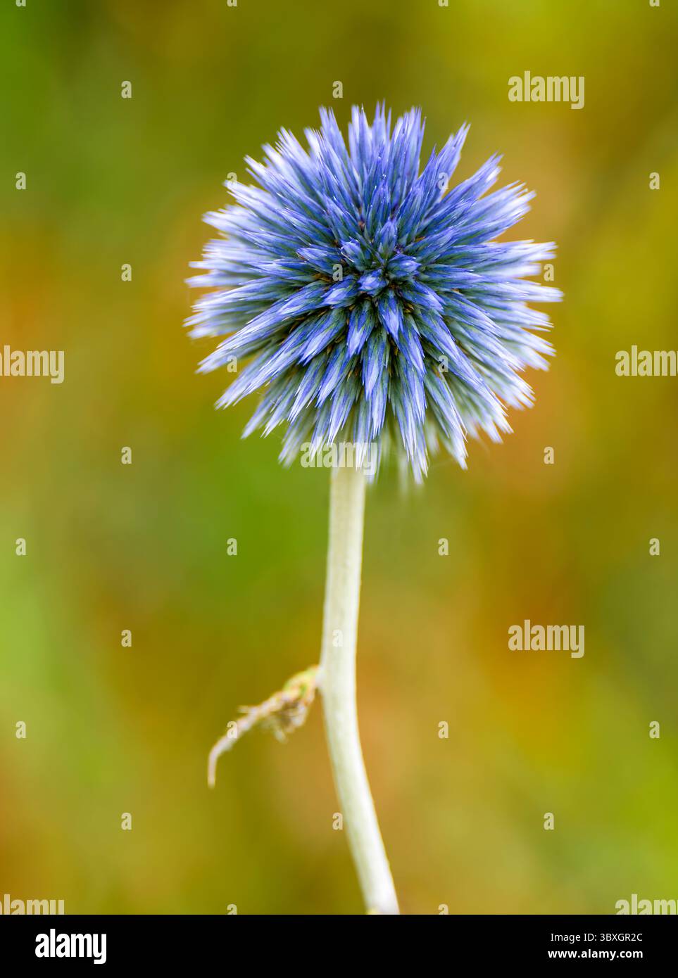 L'insolita testa di fiore di un Globe Thistle, (Echinops bannaticus), fotografata su uno sfondo floreale fuori fuoco Foto Stock