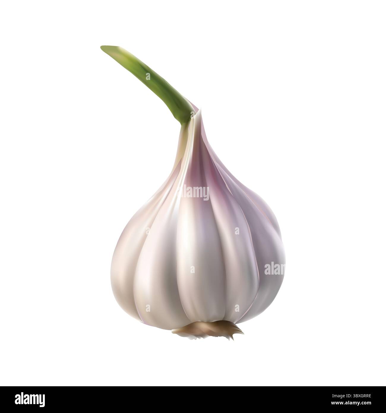 Disegno vettoriale dell'aglio su sfondo bianco Vol 01 Illustrazione Vettoriale