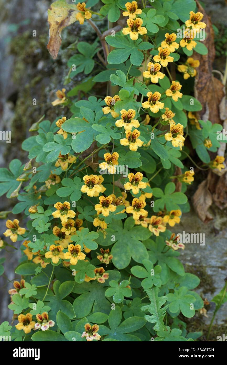 Tropaeolum ciliatum Foto Stock