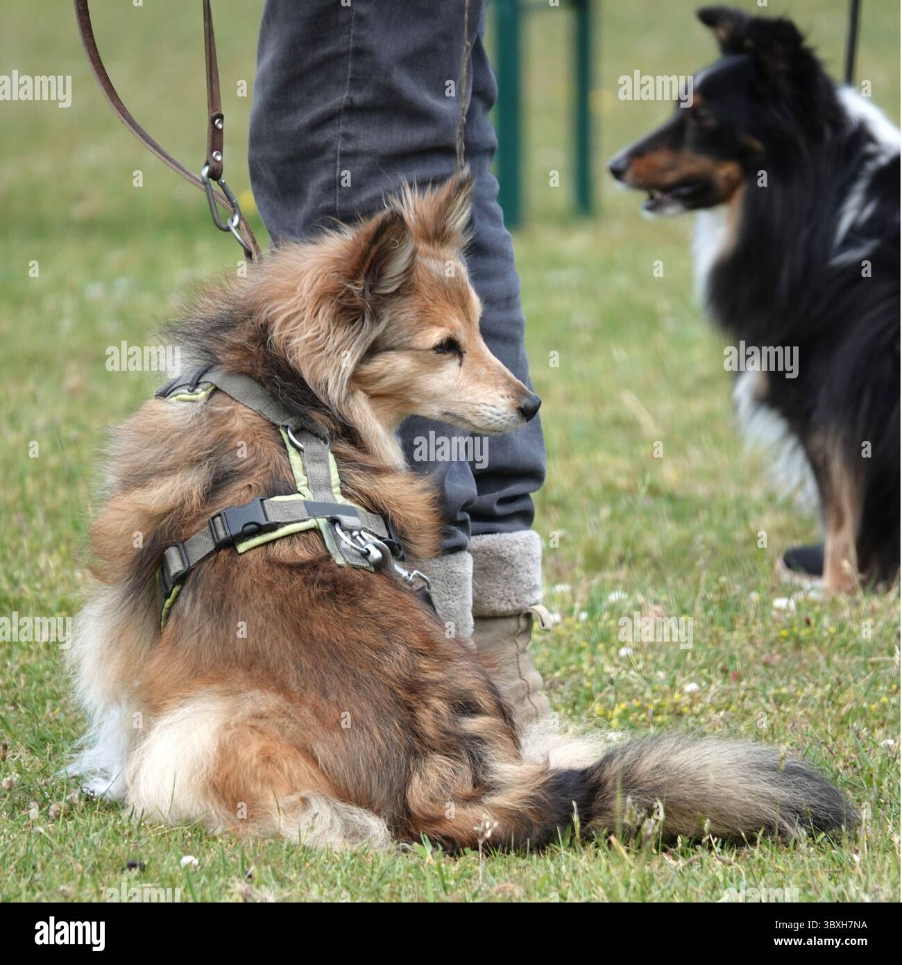 Un cane da pastore delle Shetland (Canis lupus familiaris) con un cappotto in zibellino si siede attentamente accanto alle gambe di una persona, indossando un'imbracatura verde. Un altro Shetland SH Foto Stock