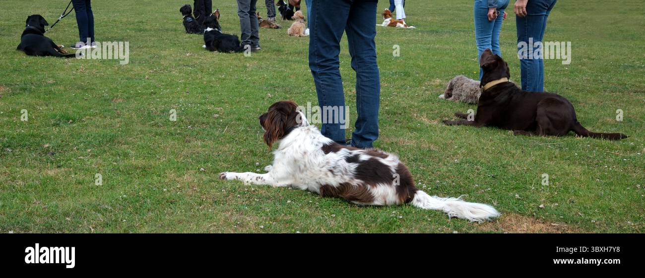 Un gruppo di cani e i loro proprietari in una sessione di allenamento. Varie razze, tra cui uno spagnolo francese in primo piano, giacciono sull'erba. Il prato è id Foto Stock