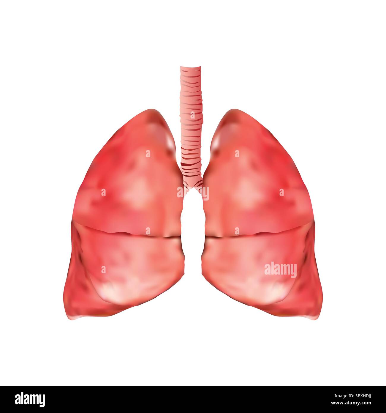 Illustrazione dei polmoni umani su sfondo bianco Illustrazione Vettoriale