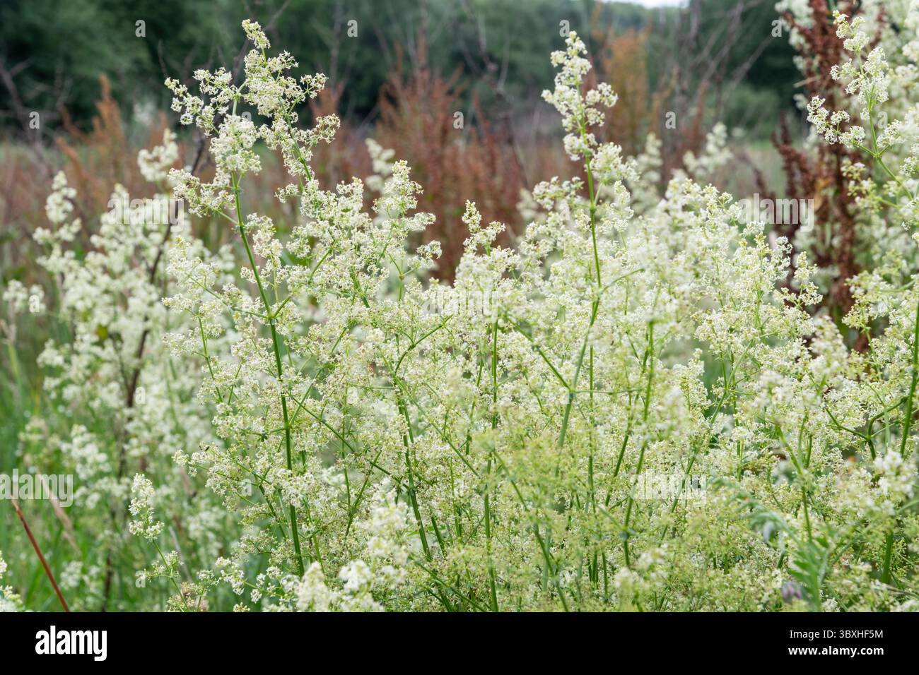 Galium Mollugo o Hedge Bedstraw fiorito a metà estate nella campagna inglese Foto Stock