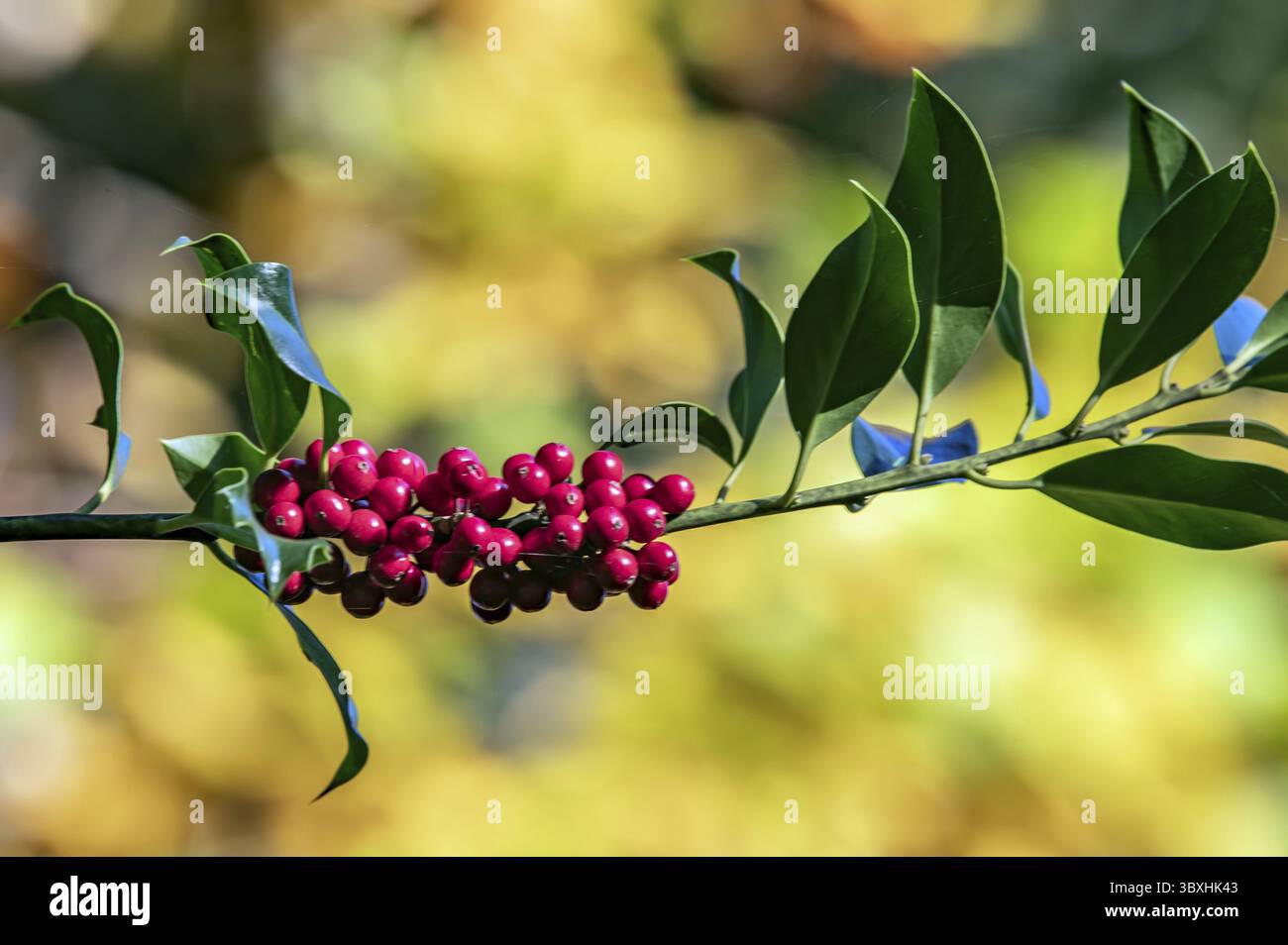 Holly nei colori autunnali Foto Stock