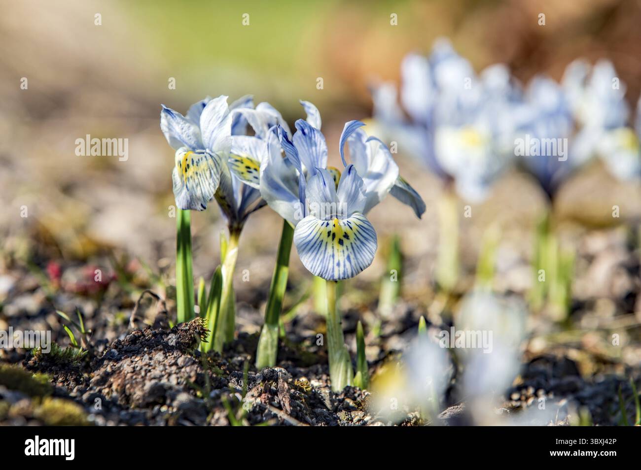 Iris reticolato in fiore Foto Stock