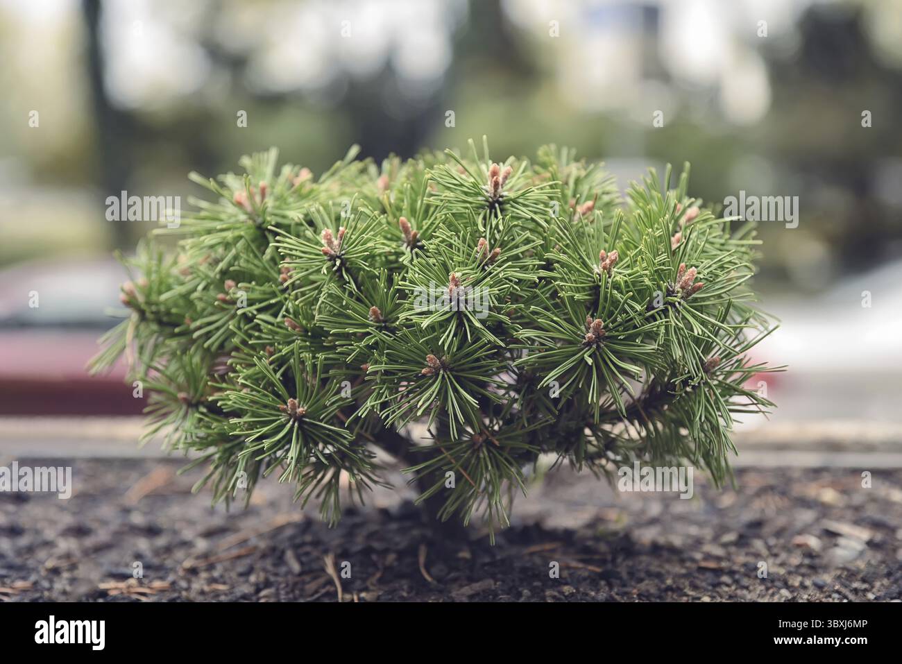Bonsai albero smallpine n il terreno all'aperto in giardino formale Foto Stock