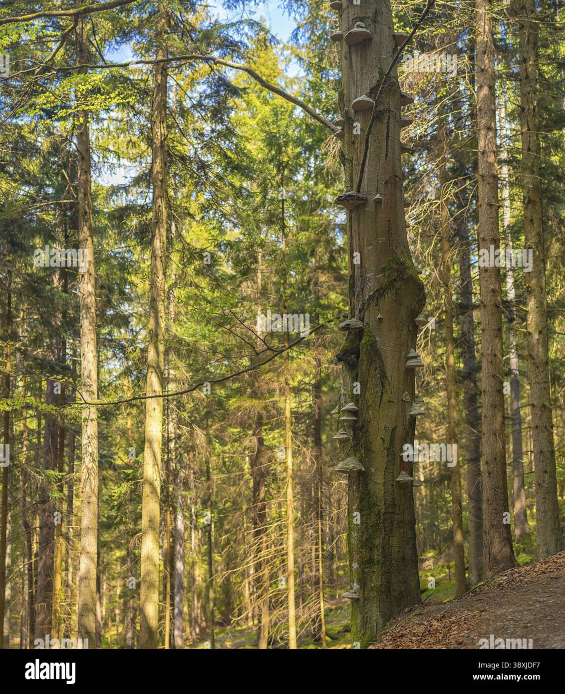 Polyporus - un sacco di funghi su un tronco di albero, nella foresta Foto Stock