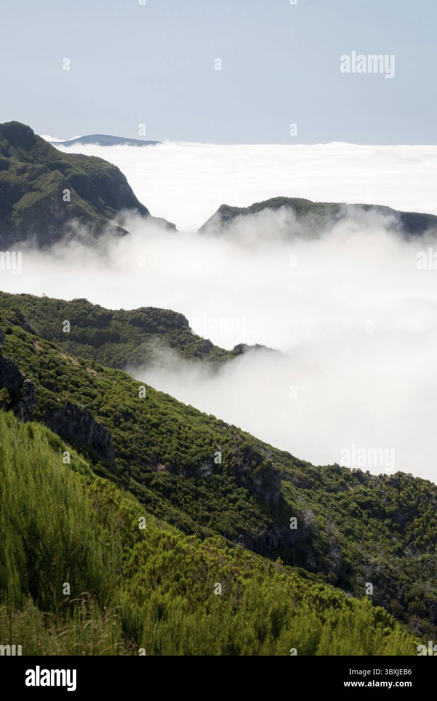 Il Cloud moss sulla sommità del Pico Ruivo a Madera Foto Stock