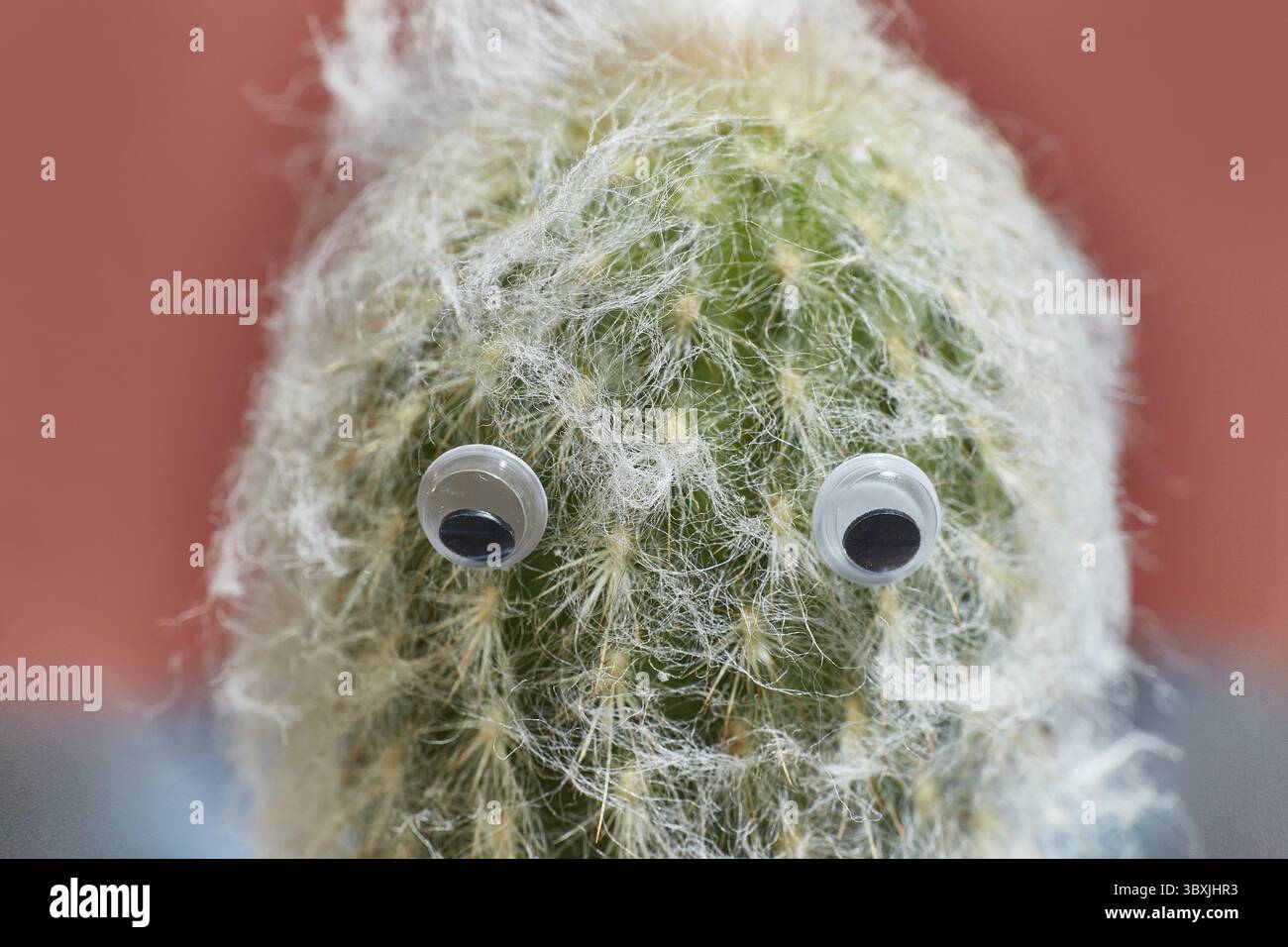 Cactus verde soffice con gli occhi. Primo piano eccellente Foto Stock