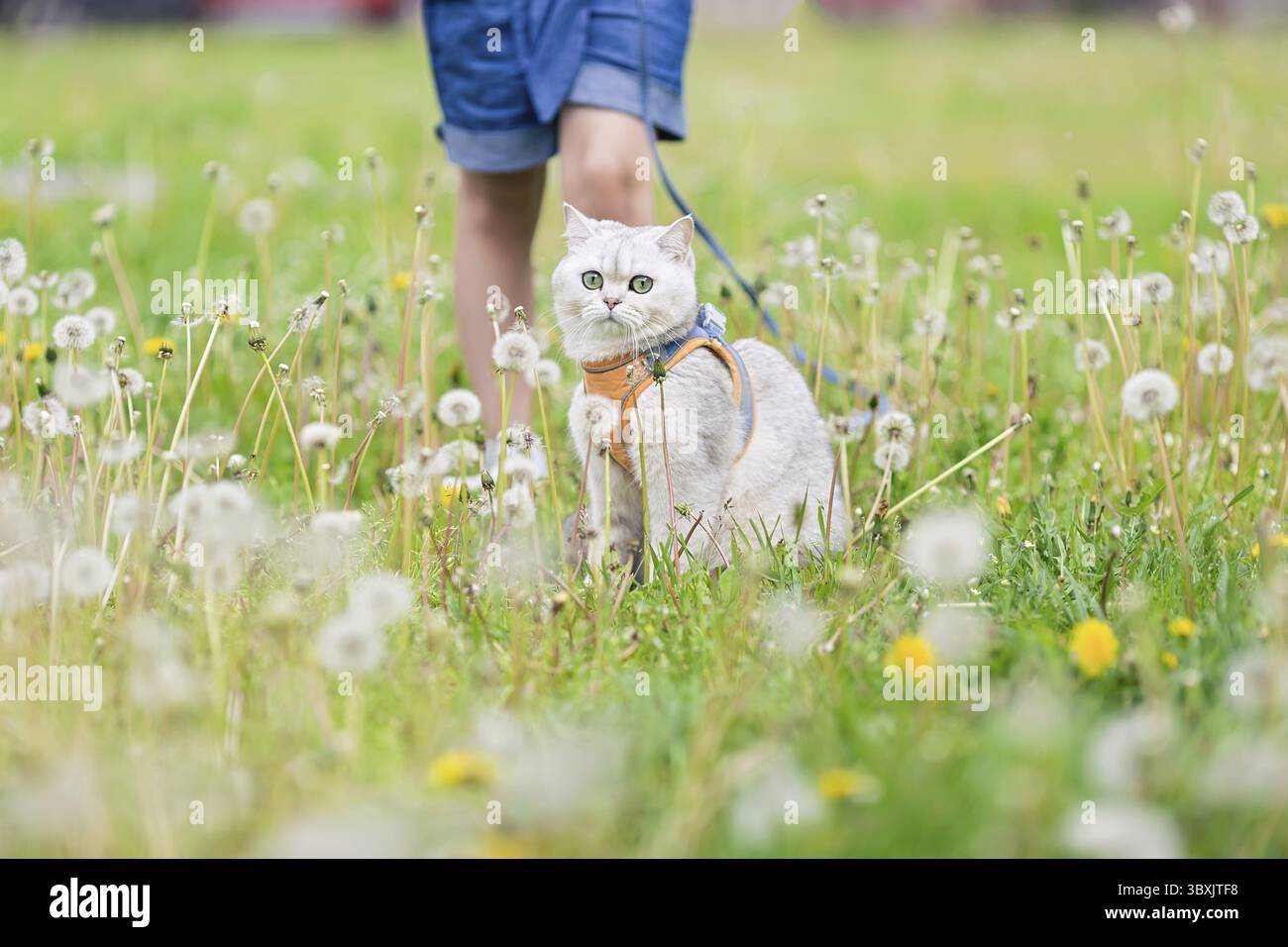 In primavera, sull'erba con i leoni bianchi, una bambina cammina un affascinante gatto britannico bianco in un'imbracatura arancione. Primo piano. copia spazio Foto Stock