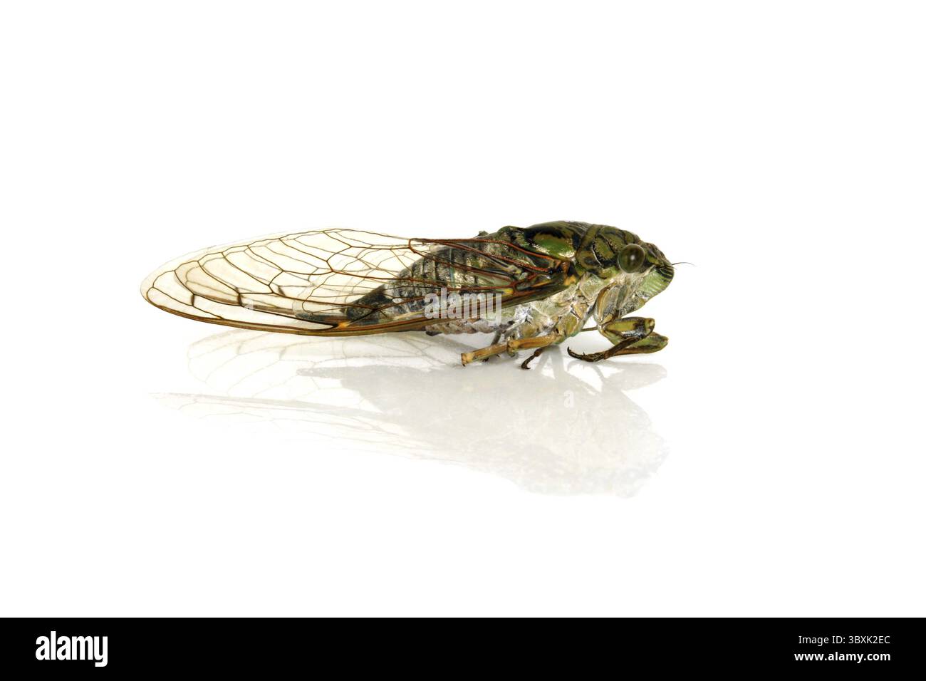 Cicada su sfondo bianco Foto Stock