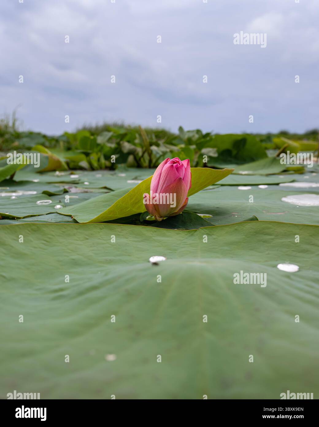 Bocciolo di loto rosa che emerge da una distesa lussureggiante di ampie foglie di loto verde. Il fiore deve ancora sbocciare ed è centrato nell'immagine, creando un effetto sorprendente Foto Stock