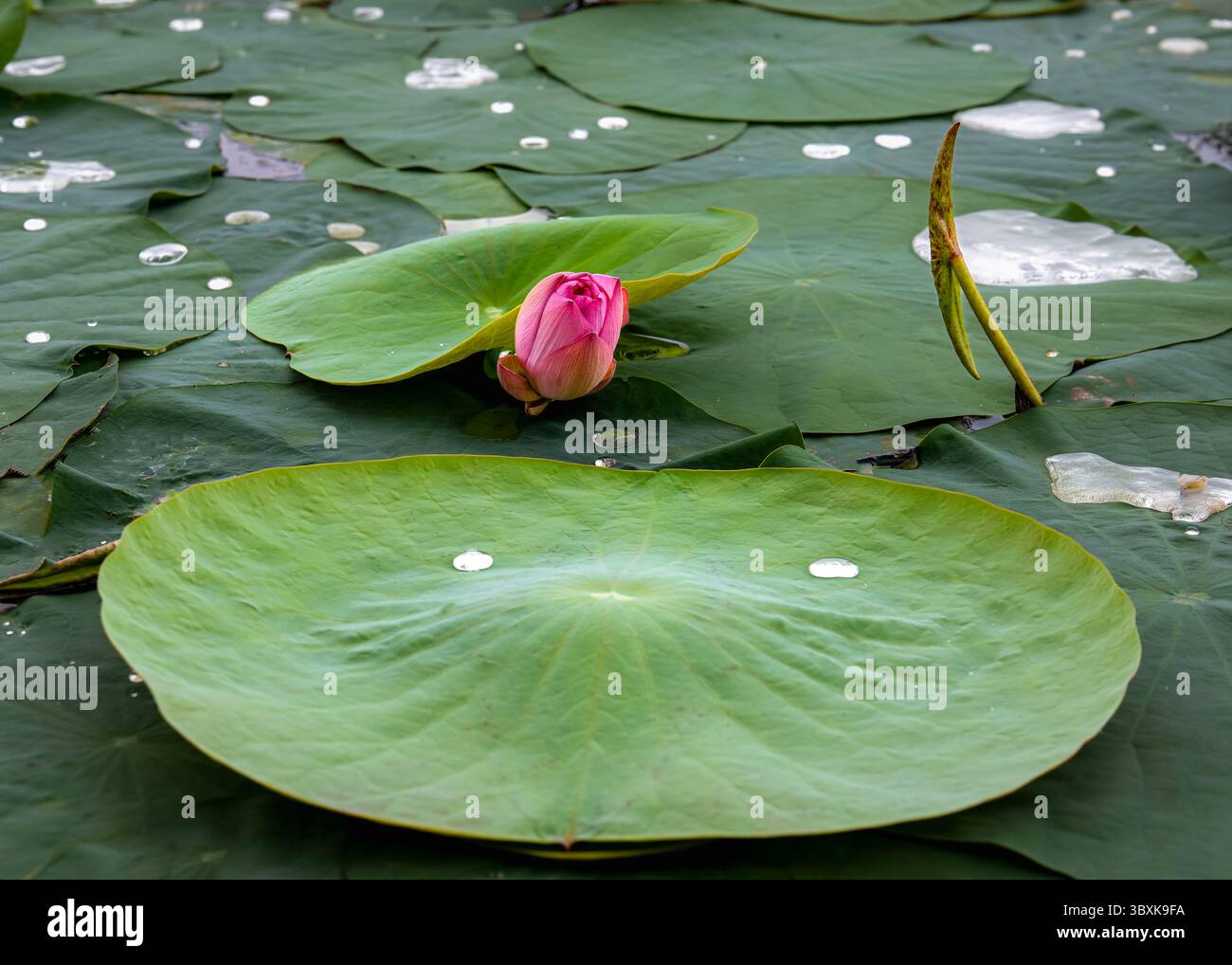 Bocciolo di loto rosa che emerge da una distesa lussureggiante di ampie foglie di loto verde. Il fiore deve ancora sbocciare ed è centrato nell'immagine, creando un effetto sorprendente Foto Stock