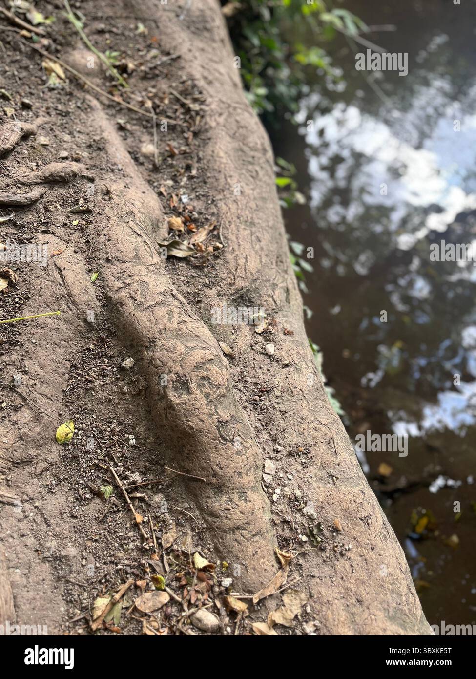 Numerose riprese della campagna, della fauna selvatica e delle giornate divertenti in giro per l'Oxfordshire Foto Stock