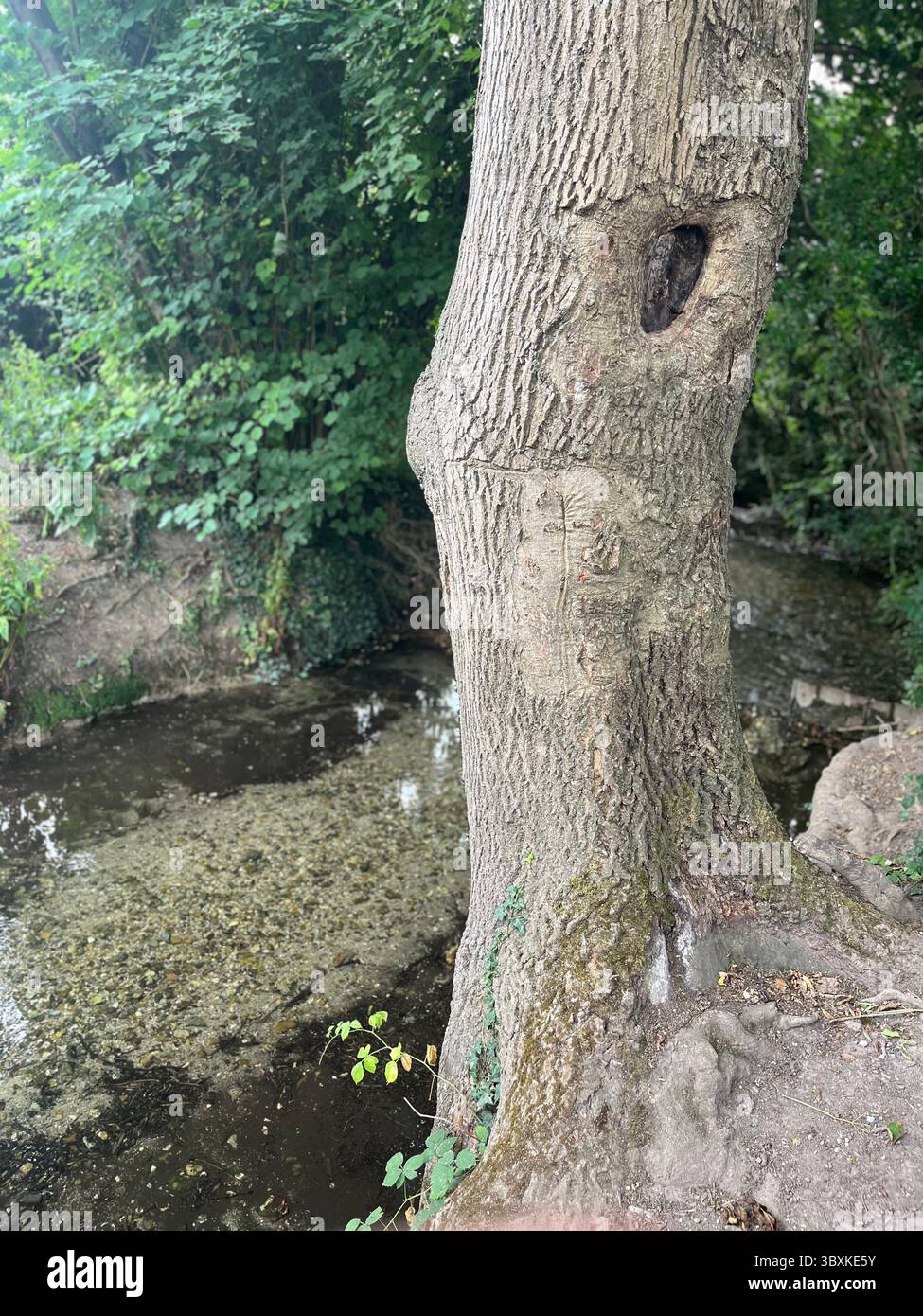 Numerose riprese della campagna, della fauna selvatica e delle giornate divertenti in giro per l'Oxfordshire Foto Stock