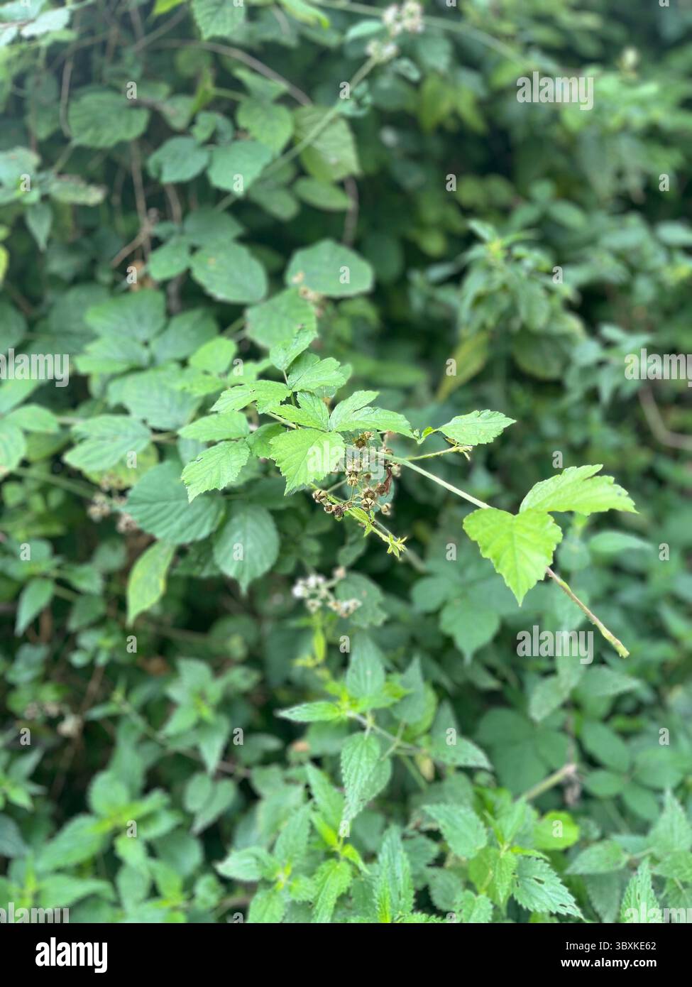 Numerose riprese della campagna, della fauna selvatica e delle giornate divertenti in giro per l'Oxfordshire Foto Stock