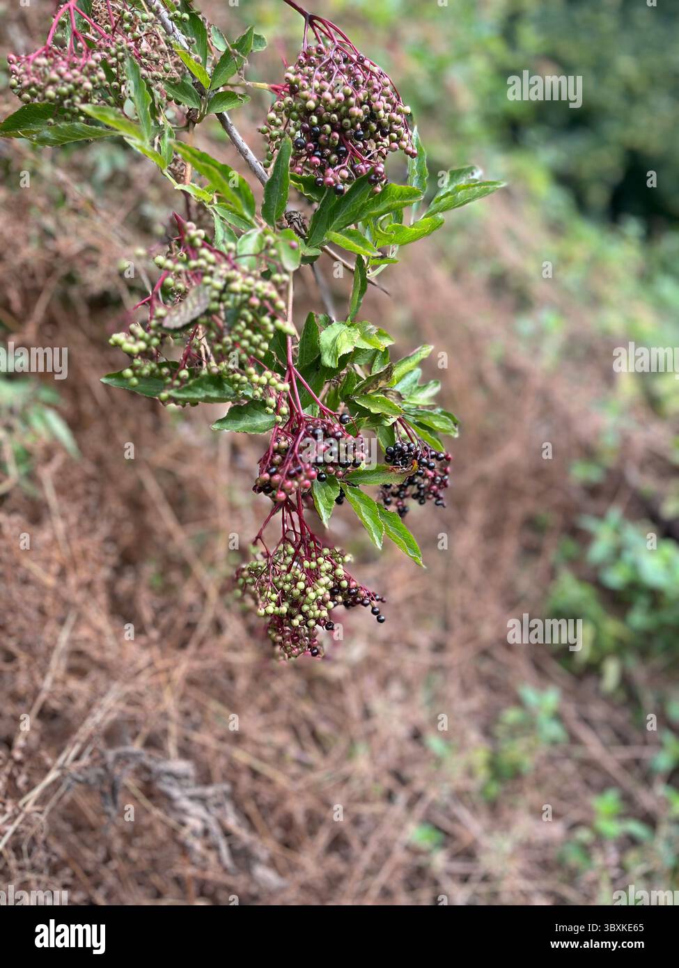 Numerose riprese della campagna, della fauna selvatica e delle giornate divertenti in giro per l'Oxfordshire - Immagine stock catturata con smartphone