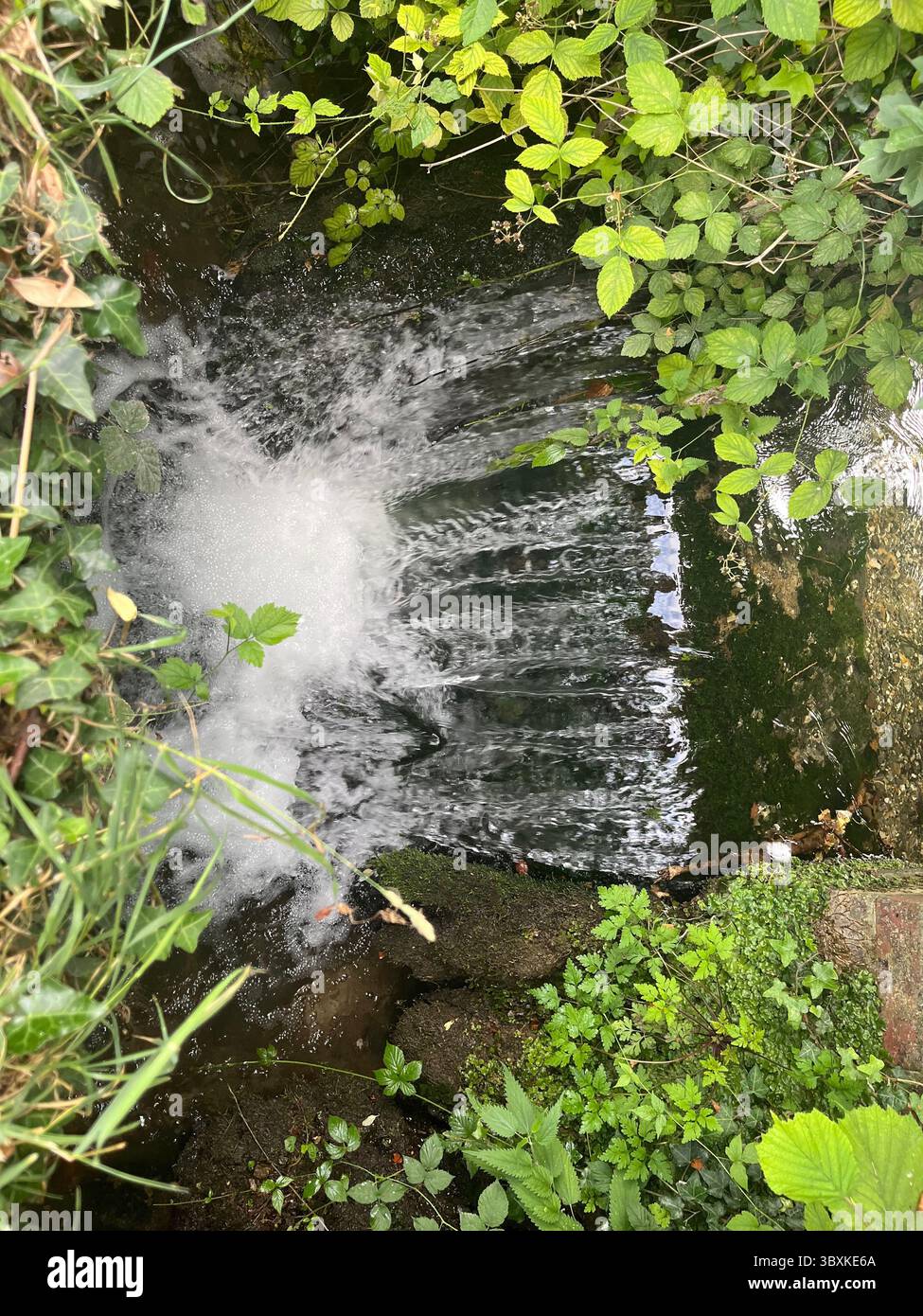 Numerose riprese della campagna, della fauna selvatica e delle giornate divertenti in giro per l'Oxfordshire Foto Stock