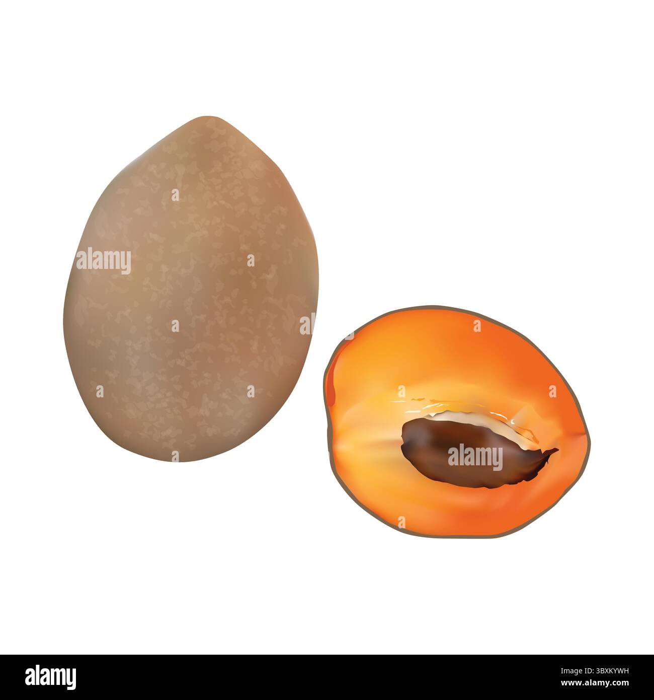 Illustrazione Red mamey su sfondo bianco vol 01 Illustrazione Vettoriale