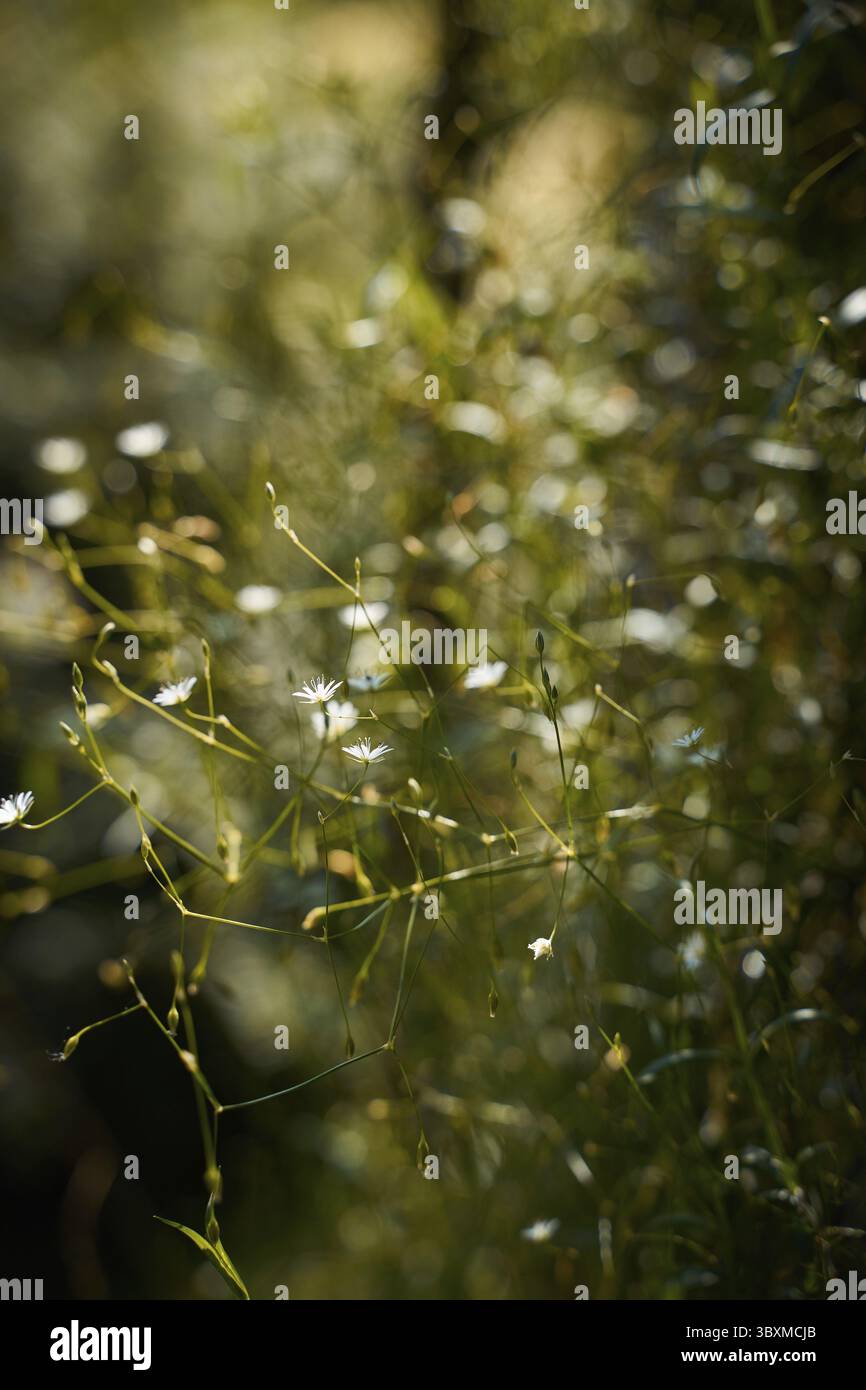 Foto Moody dark art con piccoli fiori bianchi su sfondo verde scuro, luce solare, verticale Foto Stock