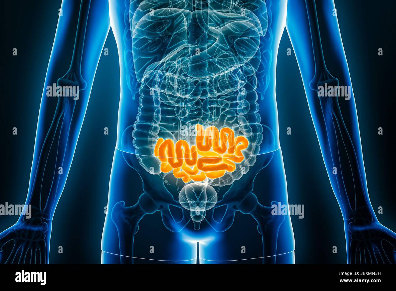 Vista anteriore o anteriore a raggi X dell'ileo umano, parte dell'intestino tenue, illustrazione di rendering 3D con contorni del corpo maschile. Anatomia, organo del digesti Foto Stock Vista anteriore o anteriore a raggi X dell'ileo umano, parte dell'intestino tenue, illustrazione di rendering 3D con contorni del corpo maschile. Anatomia, organo del digesti Foto Stock