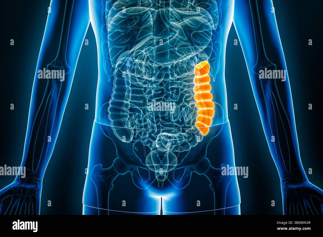 Rappresentazione grafica 3D con rappresentazione radiologica anteriore o frontale del colon discendente umano con contorni del corpo maschile. Anatomia, organo del sistema digerente, medico, Foto Stock Rappresentazione grafica 3D con rappresentazione radiologica anteriore o frontale del colon discendente umano con contorni del corpo maschile. Anatomia, organo del sistema digerente, medico, Foto Stock