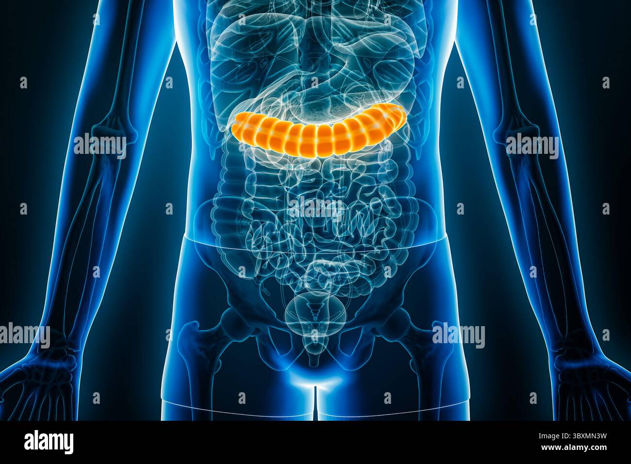 Vista anteriore o frontale a raggi X del colon trasversale umano illustrazione di rendering 3D con contorni del corpo maschile. Anatomia, organo del sistema digerente, medico, Foto Stock