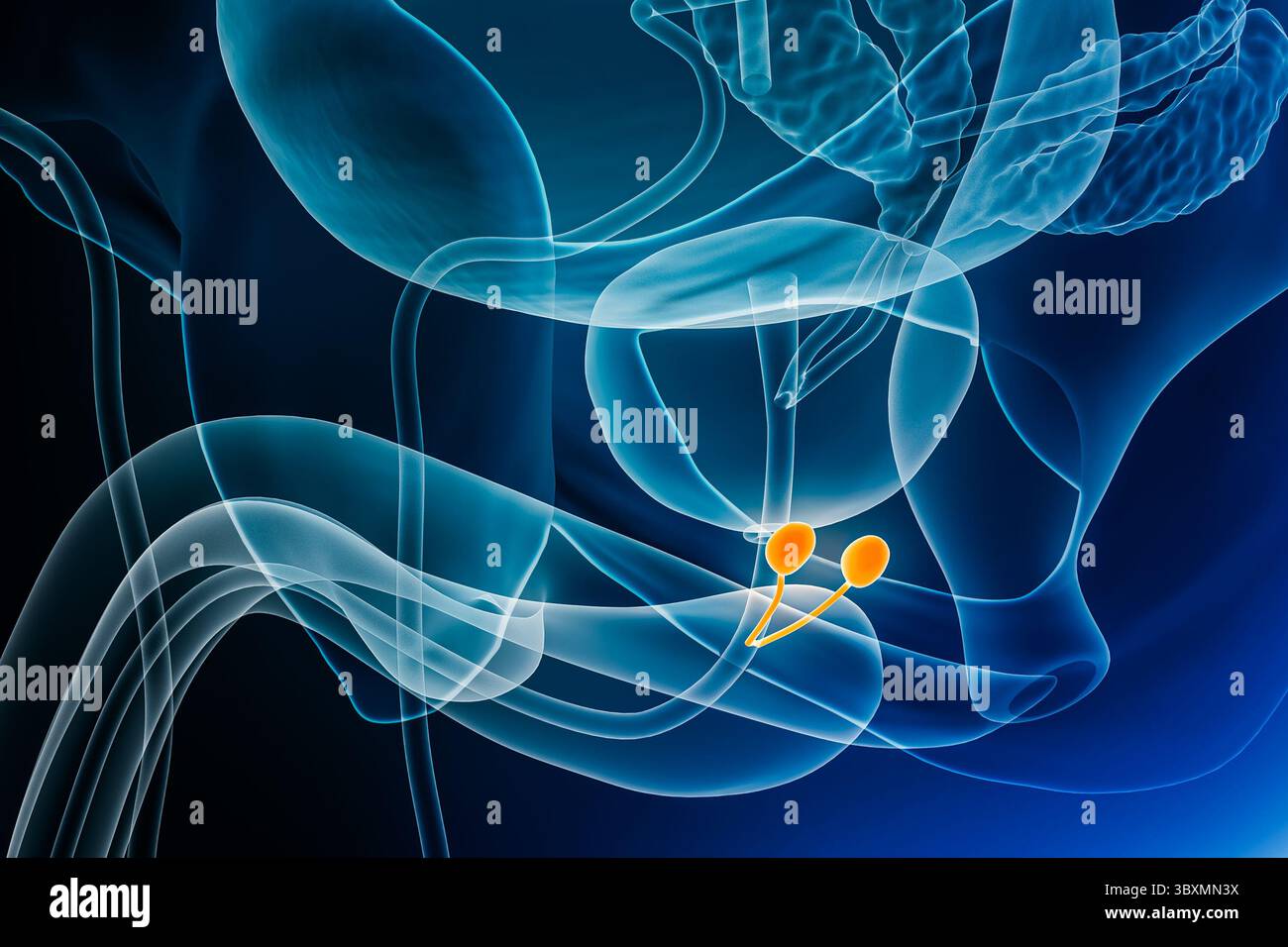 Immagine di rendering 3D con raggi X di bulburetrale o ghiandole di Cowper con contorni del corpo maschile. Anatomia, organo del sistema riproduttivo maschile, medico, biol Foto Stock