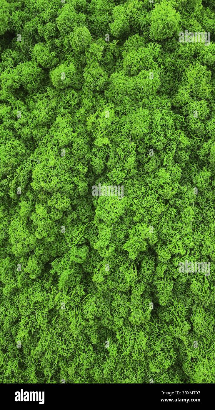 Texture per l'interno del muschio verde. Carta da parati naturale. Foto verticale, primo piano. Design dello sfondo naturale. Foto Stock
