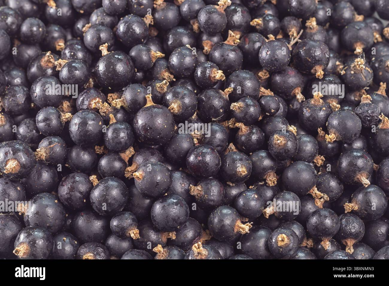 Molte bacche di ribes nero - vista ravvicinata dall'alto Foto Stock