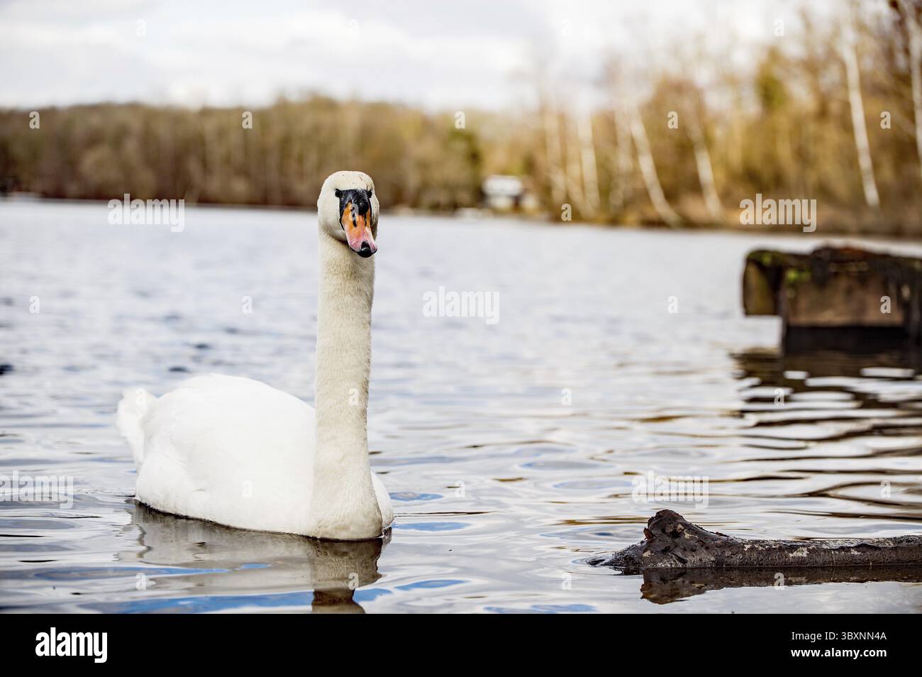 Cigno muto a Heider Bergsee Foto Stock