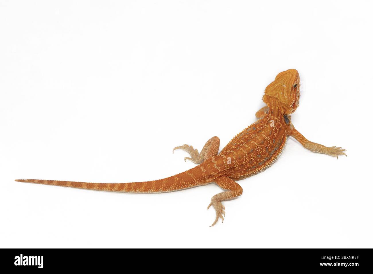 Iguana Agama con barba rossa isolata su sfondo bianco. Pogona è il genere dei rettili. Carino, fantastico animale dall'Australia. Contenuto di lucertola esotica a ho Foto Stock
