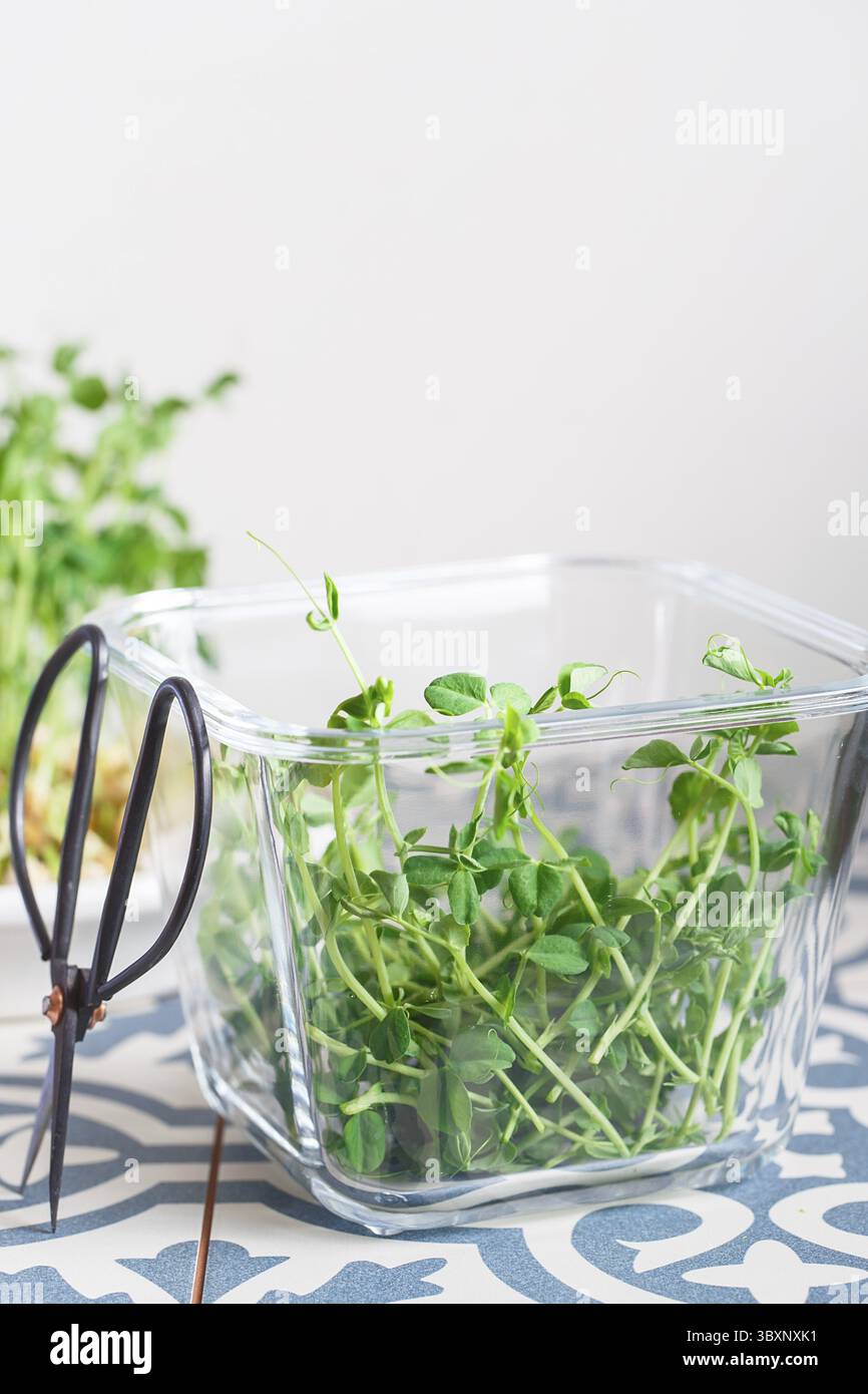 Piselli micrograni con semi e radici. Semi di piselli germogliati. Micro green germoglianti. Germinazione di seme a casa. Concetto di alimentazione vegana e sana. Ringhino Foto Stock