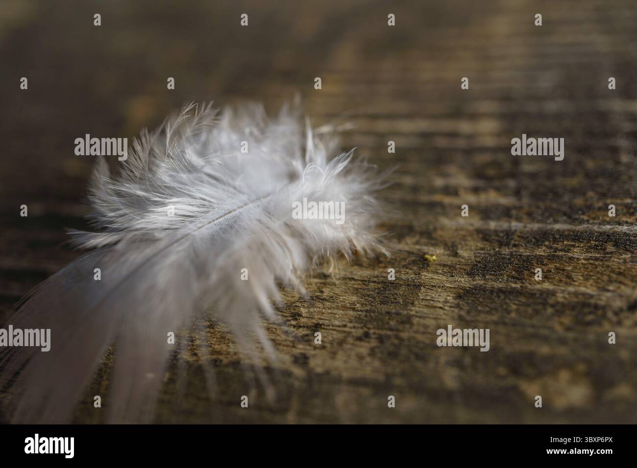La delicata piuma bianca giace su una superficie in legno intemprata, creando una scena serena e naturale Foto Stock
