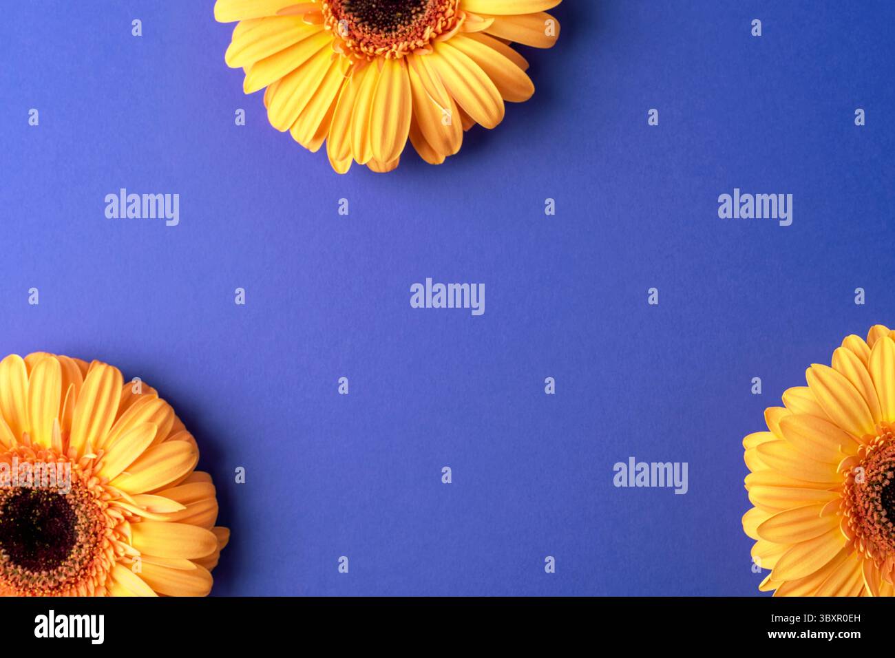 Fiori gialli di gerbera su sfondo blu vivace con spazio per le copie. Vista dall'alto, disposizione piatta. Foto Stock