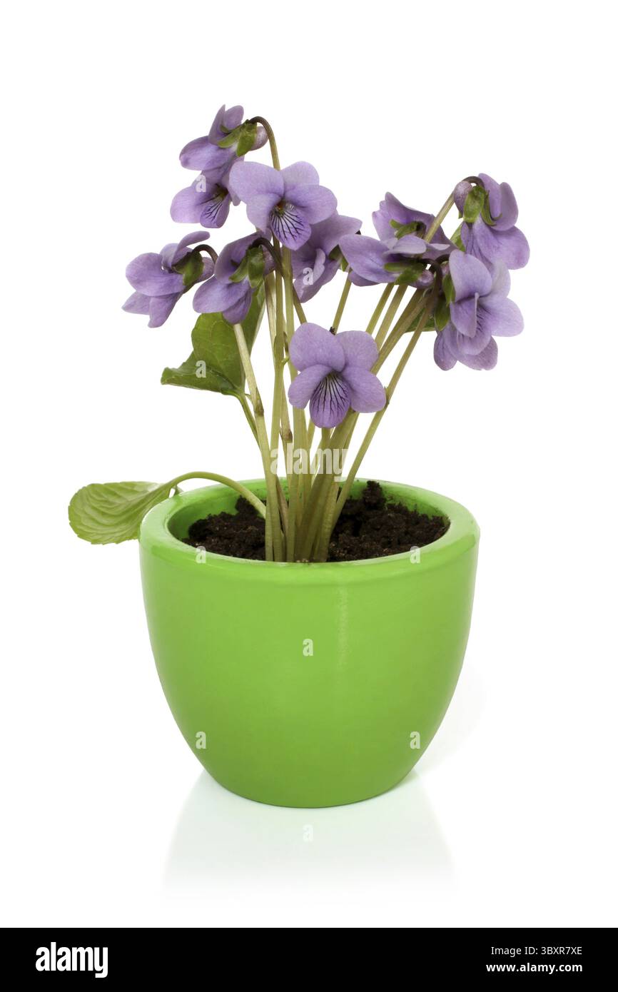 Viola dolce (Viola odorata) in vaso su fondo bianco Foto Stock