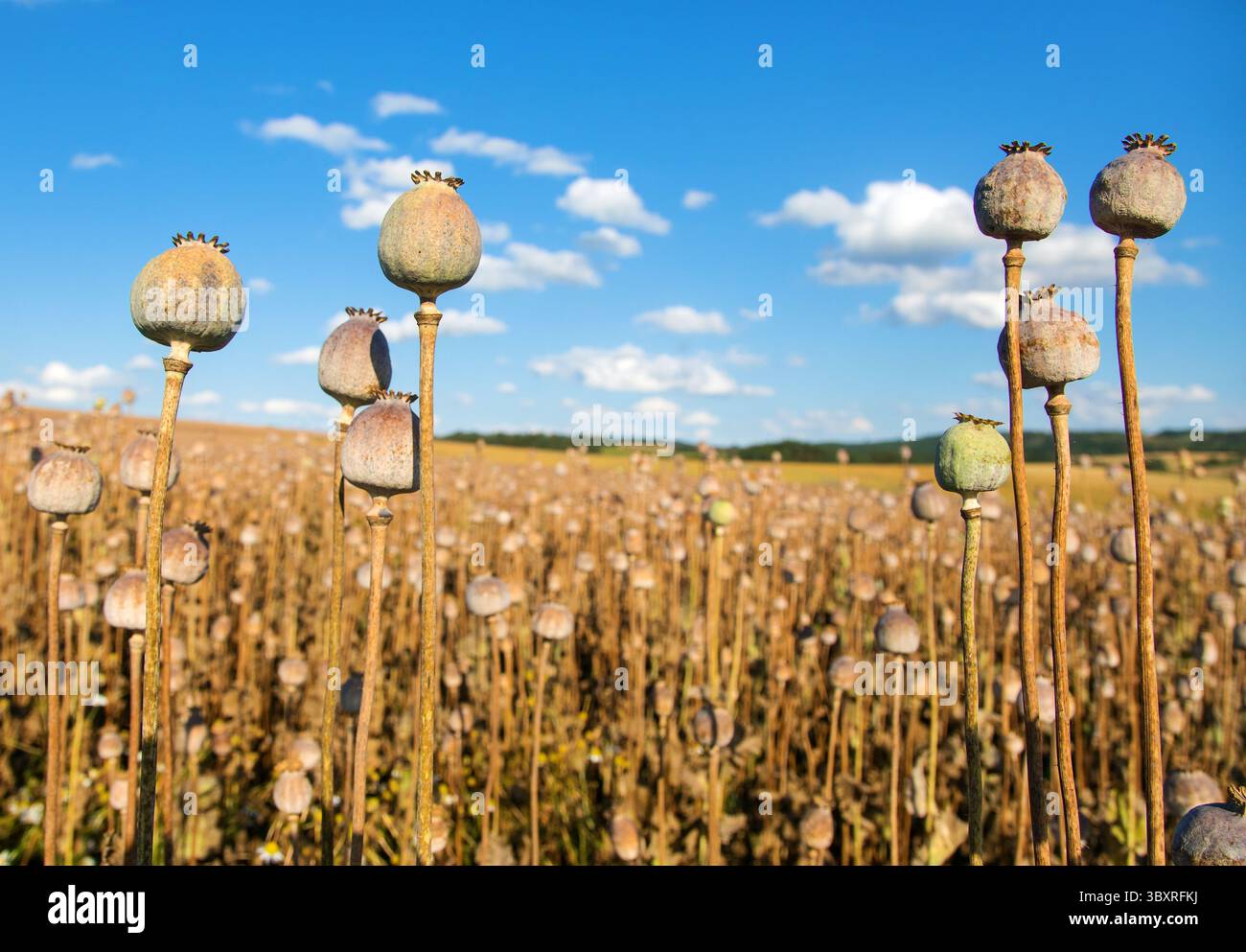 Campo di papavero in estate, quando la maggior parte delle teste di papavero sono essiccate e pronte per la raccolta, in latin Papaver somniferum, il papavero viene coltivato nel Republi ceco Foto Stock