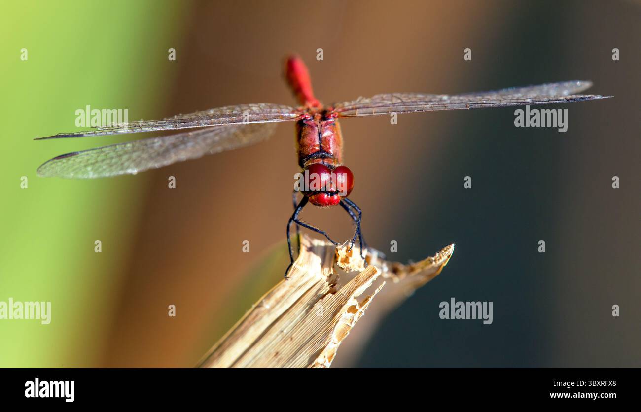 Dragonfly rosso ruddy darter in latino Sympetrum sanguineum Foto Stock