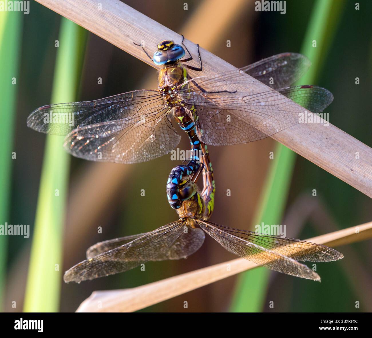La libellula migrante dell'Aeshna mixta latina è una libellula di colore blu marrone e verde che vive nell'europa meridionale e centrale, insetto europeo Foto Stock