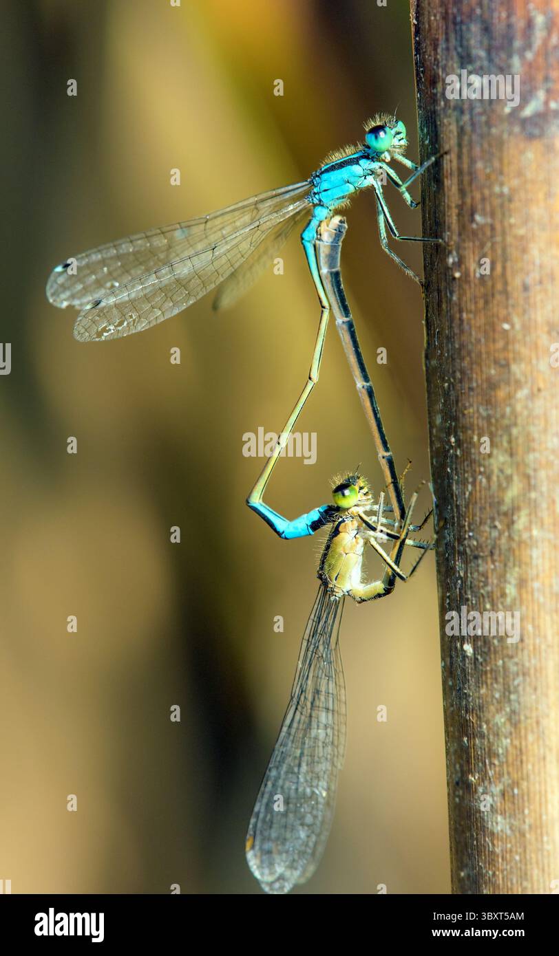 Libellula blu Enallagma cyathigerum, damselfly blu comune, bluet comune o bluet settentrionale durante l'accoppiamento su sfondo verde Foto Stock