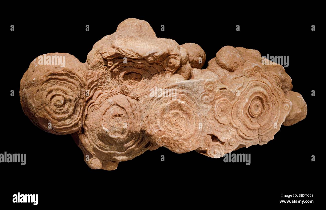 Stromatoliti, montagne dell'Atlante, Marocco Foto Stock