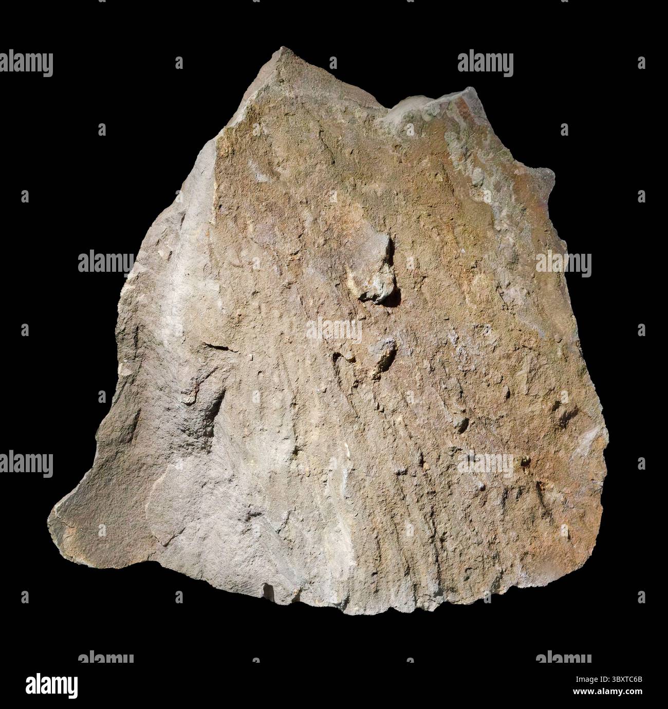 Sudbury (Shatter Cone from Impact), Sudbury, Ontario, Canada Foto Stock