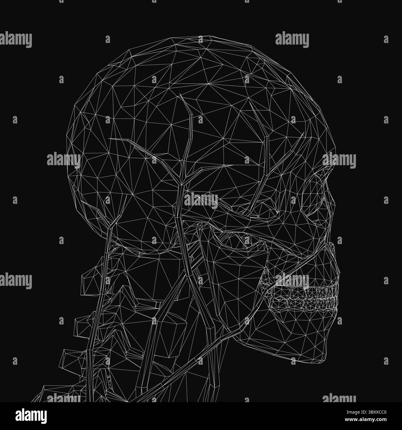 Struttura a reticolo del cranio umano con struttura anatomica dettagliata, che mostra ossa e suture in un rendering digitale pulito. Il modello scheletrico evidenzia il Illustrazione Vettoriale