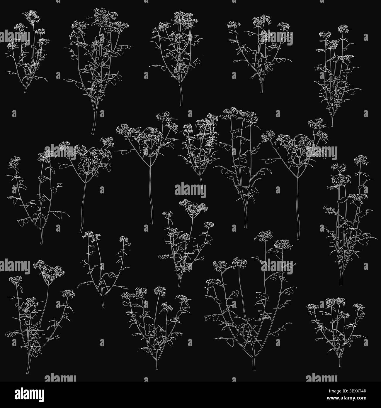I fiori bianchi disposti simmetricamente su sfondo nero creano un contrasto sorprendente e una composizione bilanciata. I delicati petali si distinguono vividamente Illustrazione Vettoriale