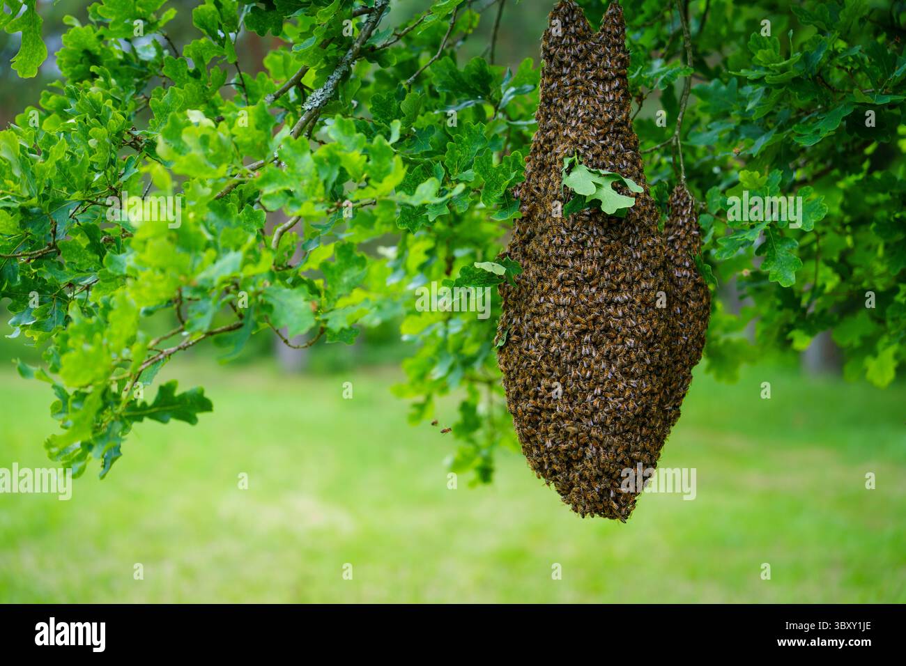 Sciame di api aggrappato a una meraviglia naturale del ramo dell'albero e agli impollinatori essenziali Foto Stock
