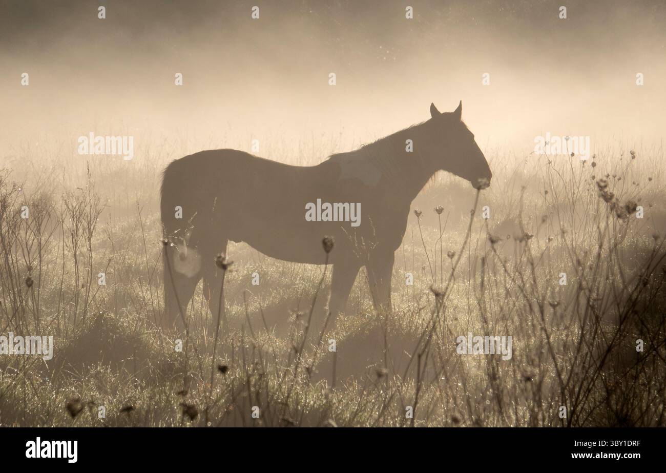 Silhouette di un cavallo in piedi in un campo nebbioso durante l'alba Foto Stock