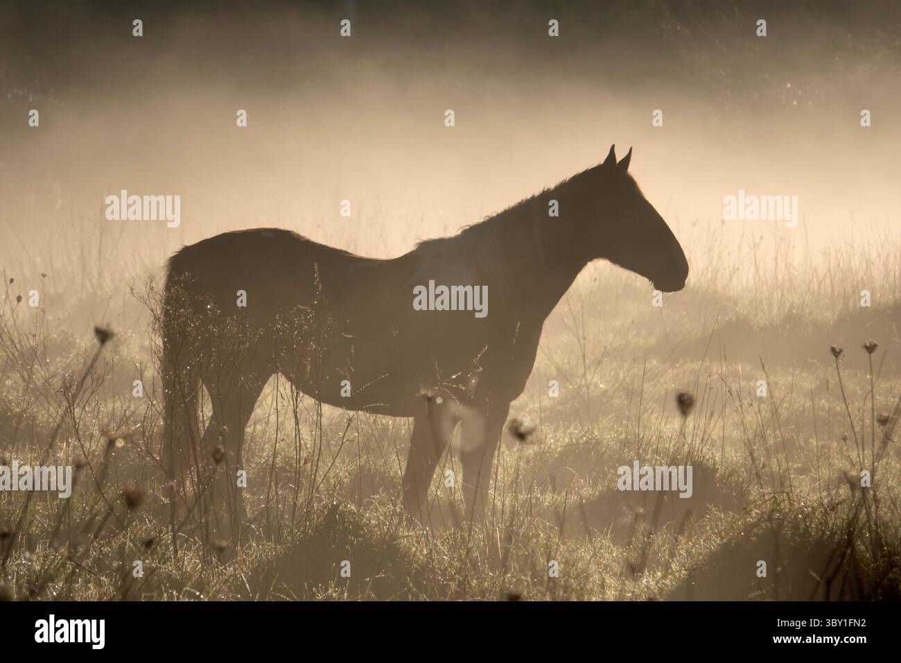 Silhouette di un cavallo in piedi in un campo nebbioso durante l'alba Foto Stock