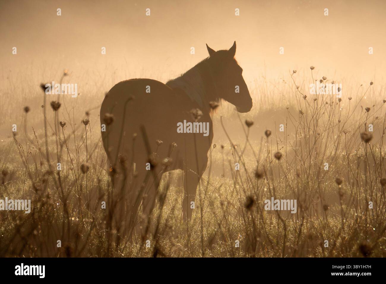 Silhouette di un cavallo in piedi in un campo nebbioso durante l'alba Foto Stock